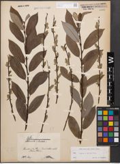 Foto von Salix caprea L. x Salix purpurea L.